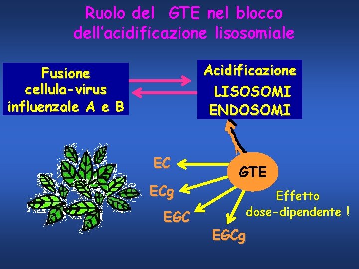 Ruolo del GTE nel blocco dell’acidificazione lisosomiale Acidificazione LISOSOMI ENDOSOMI Fusione cellula-virus influenzale A