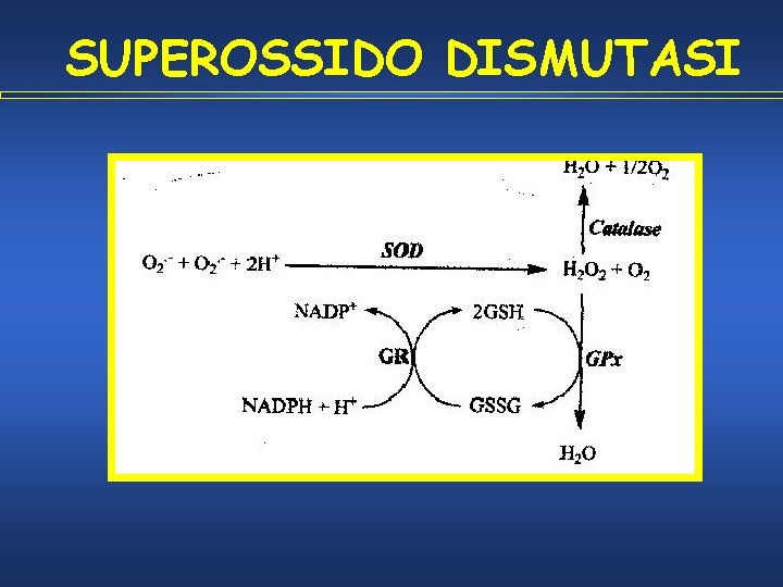 SUPEROSSIDO DISMUTASI 