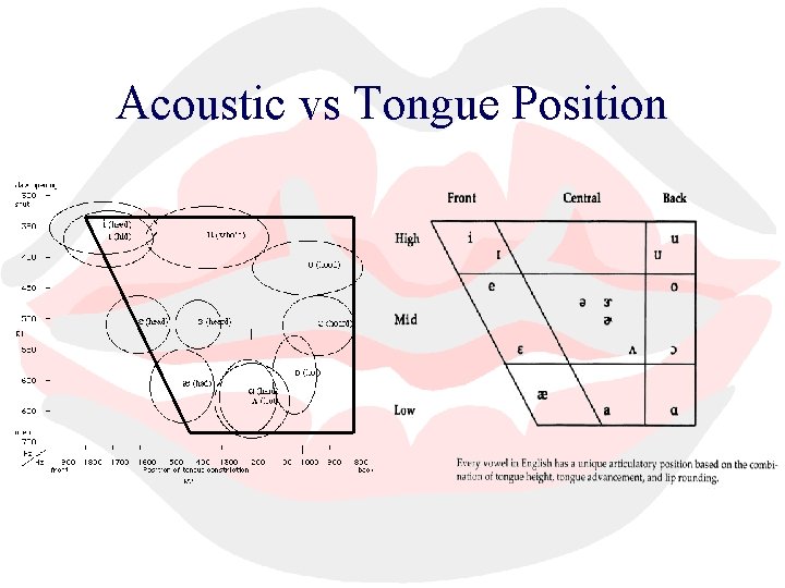 Acoustic vs Tongue Position 