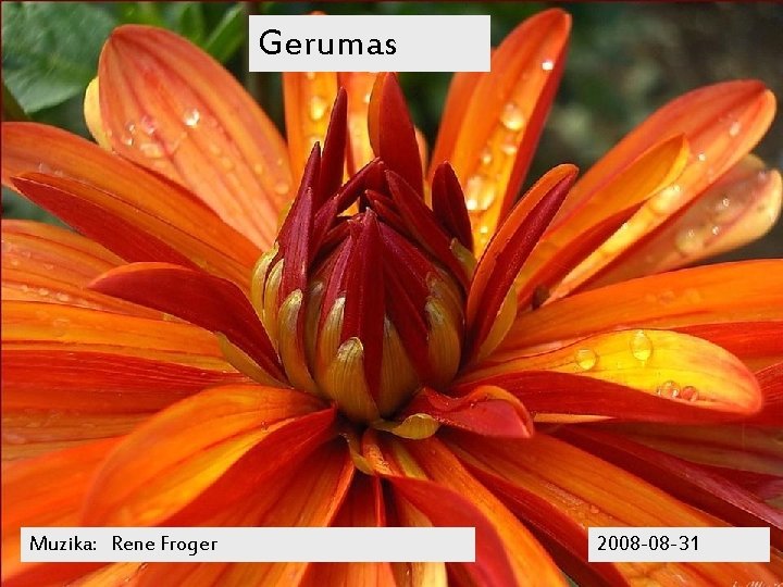 Gerumas Muzika: Rene Froger 2008 -08 -31 