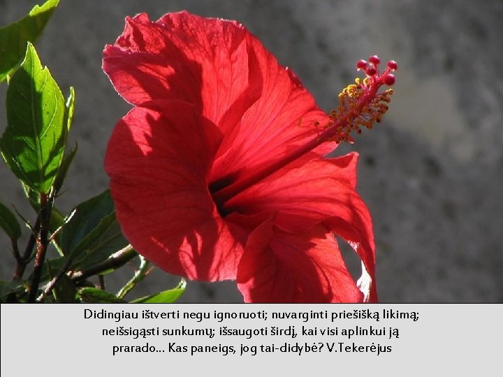 Didingiau ištverti negu ignoruoti; nuvarginti priešišką likimą; neišsigąsti sunkumų; išsaugoti širdį, kai visi aplinkui