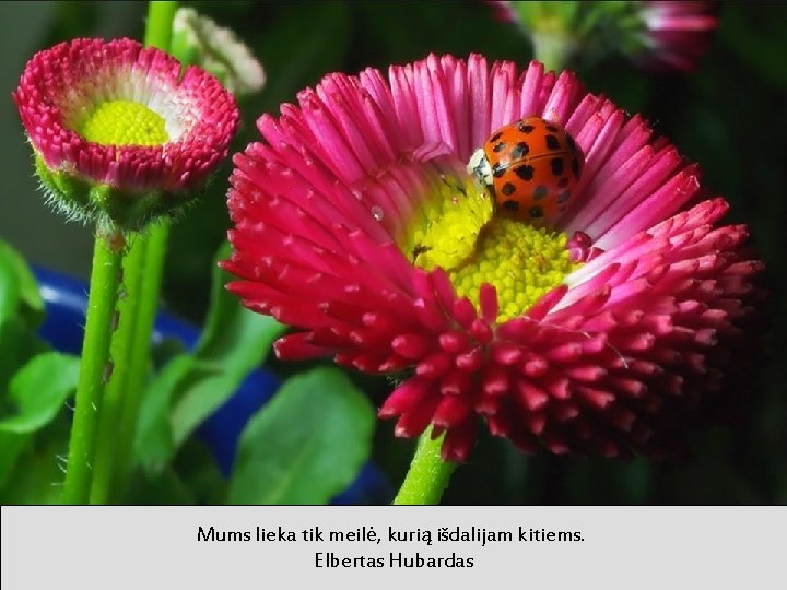 Mums lieka tik meilė, kurią išdalijam kitiems. Elbertas Hubardas 