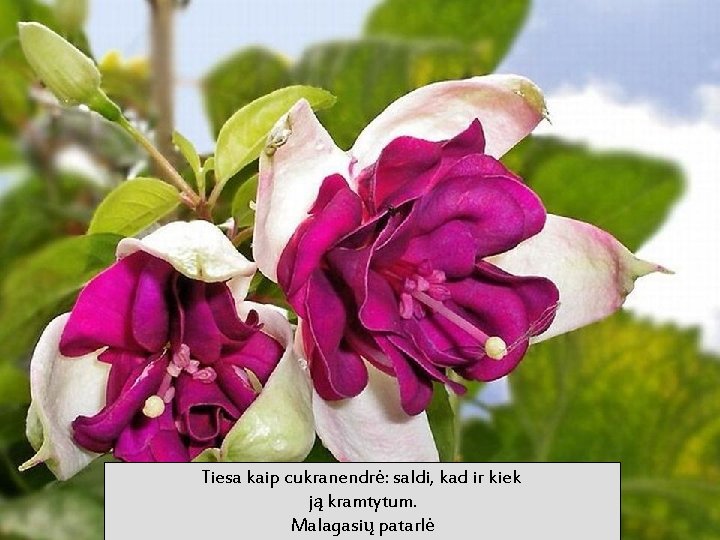 Tiesa kaip cukranendrė: saldi, kad ir kiek ją kramtytum. Malagasių patarlė 