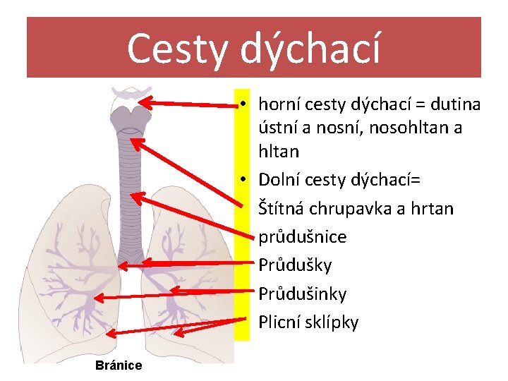 Cesty dýchací • horní cesty dýchací = dutina ústní a nosní, nosohltan a hltan