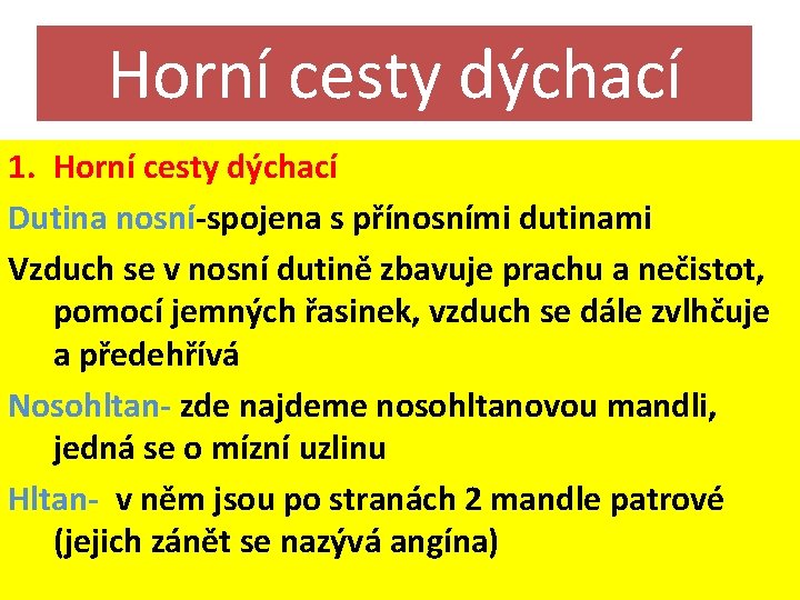 Horní cesty dýchací 1. Horní cesty dýchací Dutina nosní-spojena s přínosními dutinami Vzduch se