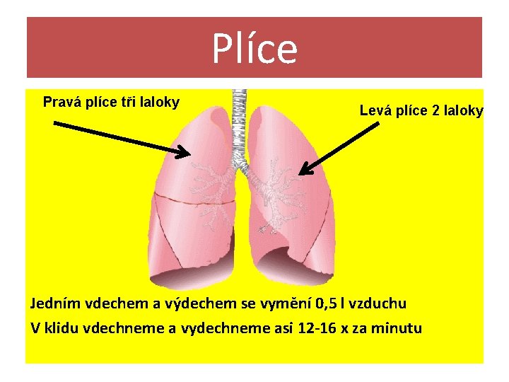 Plíce Pravá plíce tři laloky Levá plíce 2 laloky Jedním vdechem a výdechem se