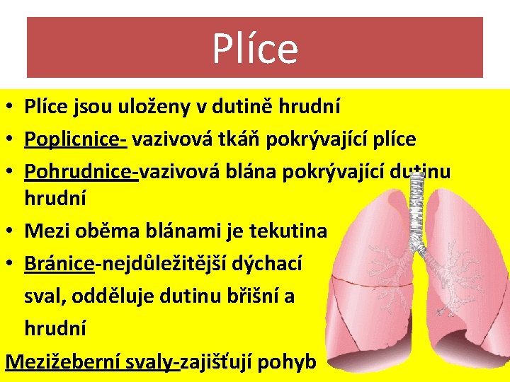 Plíce • Plíce jsou uloženy v dutině hrudní • Poplicnice- vazivová tkáň pokrývající plíce