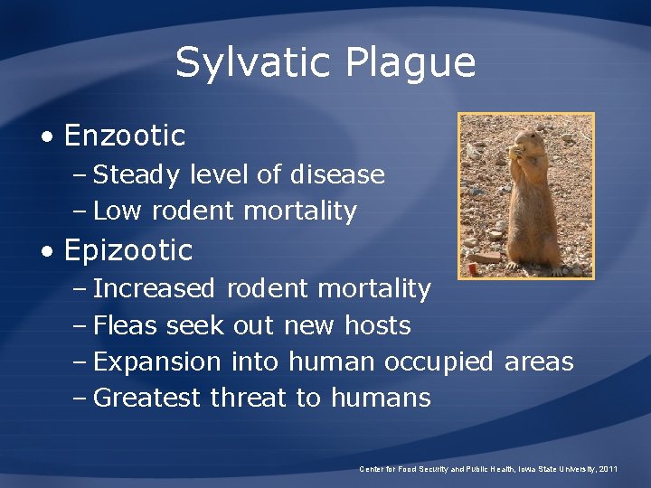 Sylvatic Plague • Enzootic – Steady level of disease – Low rodent mortality •