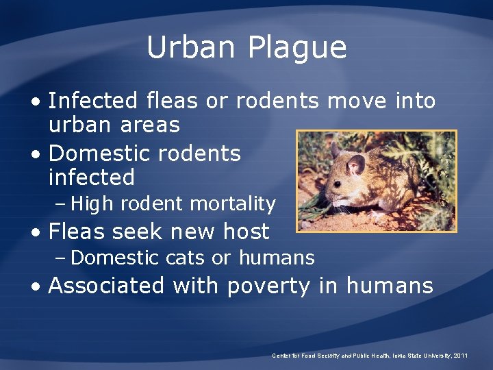 Urban Plague • Infected fleas or rodents move into urban areas • Domestic rodents