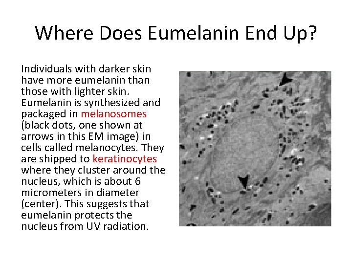 Where Does Eumelanin End Up? Individuals with darker skin have more eumelanin than those