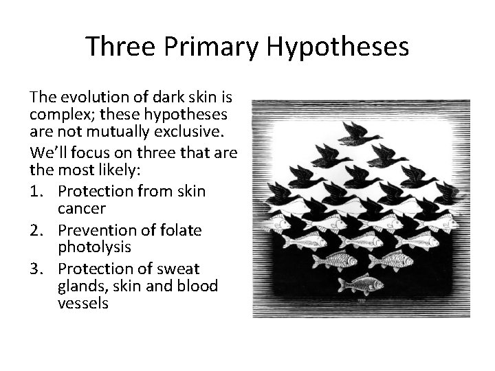 Three Primary Hypotheses The evolution of dark skin is complex; these hypotheses are not
