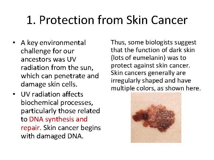 1. Protection from Skin Cancer • A key environmental challenge for our ancestors was