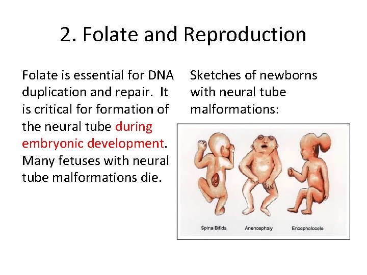 2. Folate and Reproduction Folate is essential for DNA duplication and repair. It is