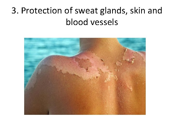3. Protection of sweat glands, skin and blood vessels 