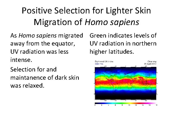 Positive Selection for Lighter Skin Migration of Homo sapiens As Homo sapiens migrated Green