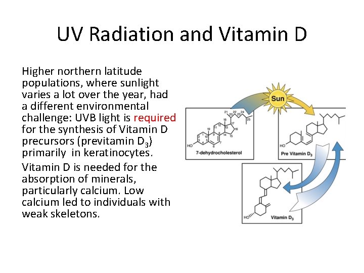 UV Radiation and Vitamin D Higher northern latitude populations, where sunlight varies a lot