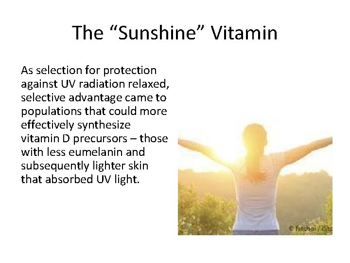 The “Sunshine” Vitamin As selection for protection against UV radiation relaxed, selective advantage came