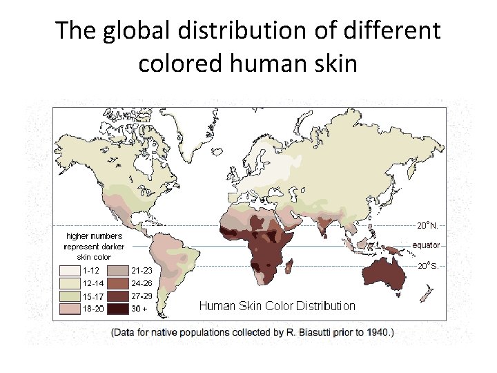 The global distribution of different colored human skin 