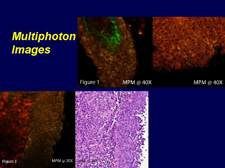 Multiphoton Images 