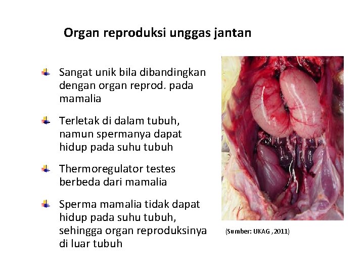 Organ reproduksi unggas jantan Sangat unik bila dibandingkan dengan organ reprod. pada mamalia Terletak