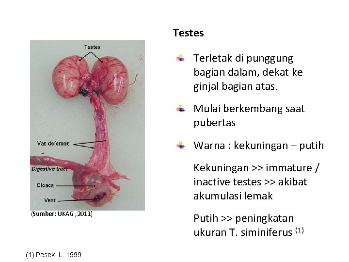 Testes Terletak di punggung bagian dalam, dekat ke ginjal bagian atas. Mulai berkembang saat