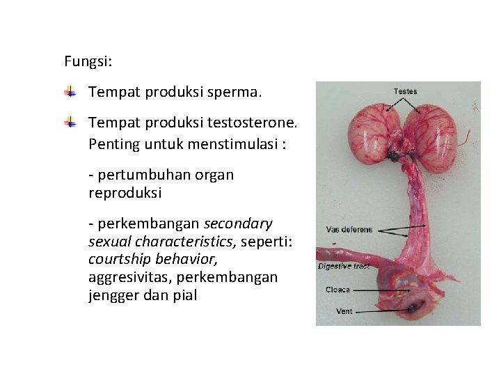 Fungsi: Tempat produksi sperma. Tempat produksi testosterone. Penting untuk menstimulasi : - pertumbuhan organ