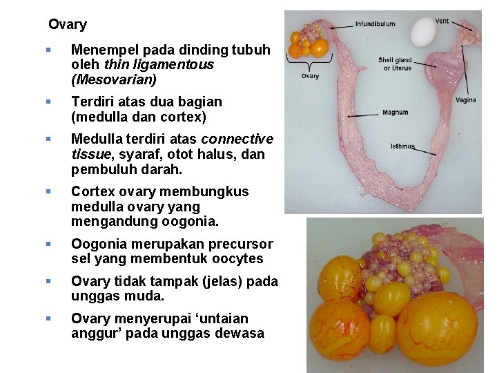 Ovary § Menempel pada dinding tubuh oleh thin ligamentous (Mesovarian) § Terdiri atas dua