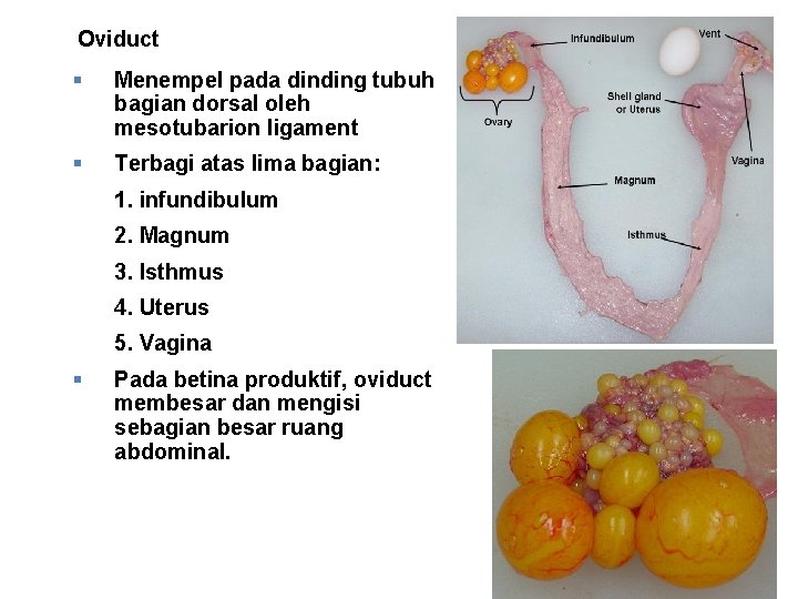 Oviduct § Menempel pada dinding tubuh bagian dorsal oleh mesotubarion ligament § Terbagi atas