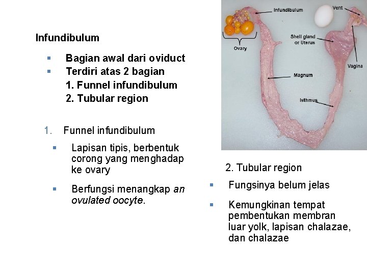 Infundibulum § § Bagian awal dari oviduct Terdiri atas 2 bagian 1. Funnel infundibulum