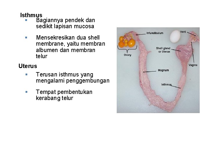 Isthmus § Bagiannya pendek dan sedikit lapisan mucosa § Mensekresikan dua shell membrane, yaitu