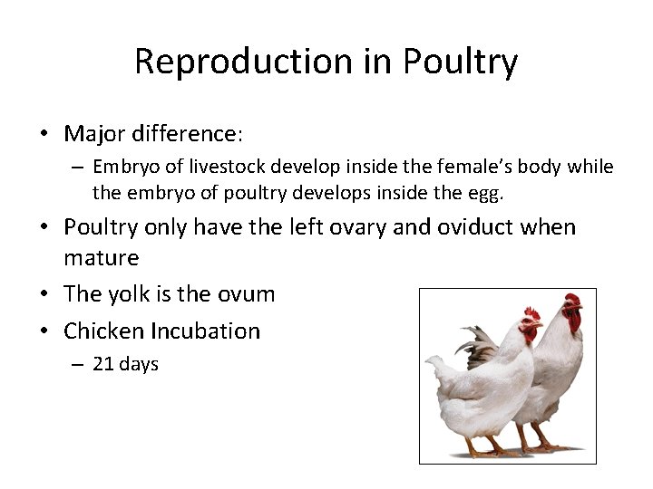 Reproduction in Poultry • Major difference: – Embryo of livestock develop inside the female’s