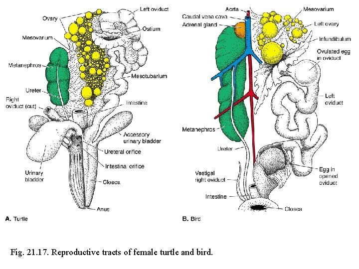 Fig. 21. 17. Reproductive tracts of female turtle and bird. 