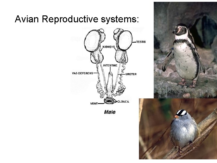 Avian Reproductive systems: 