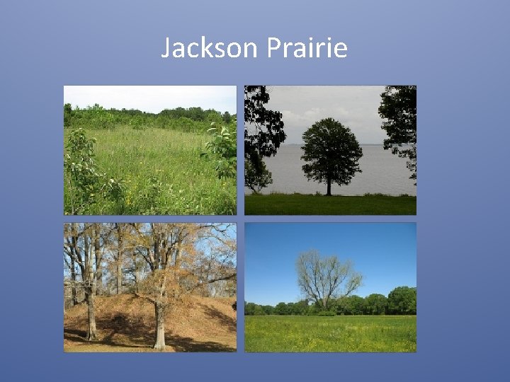 Jackson Prairie 