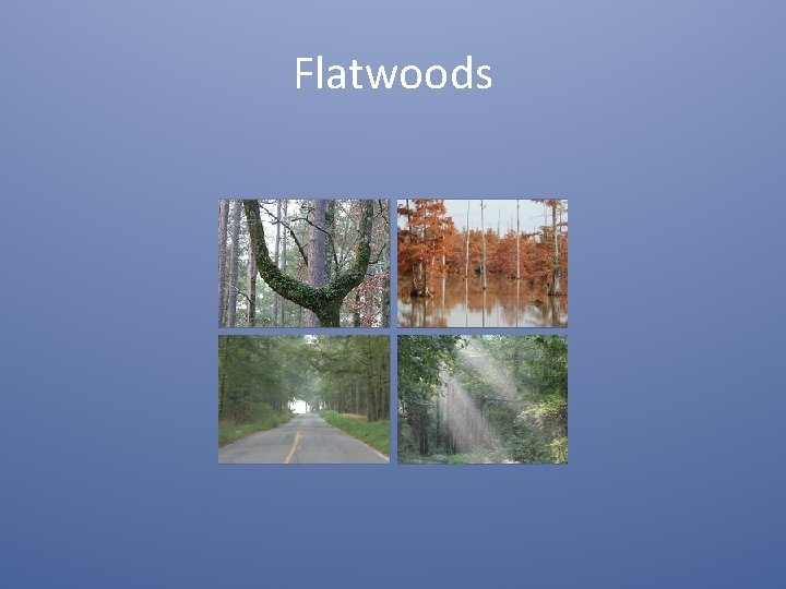 Flatwoods 