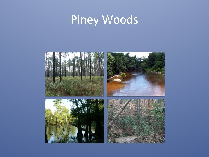 Piney Woods 