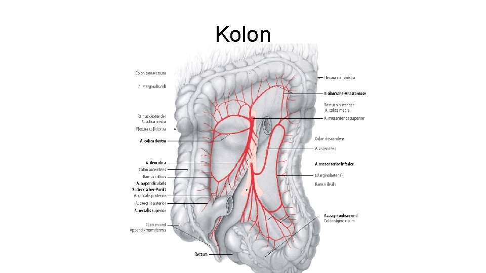 Kolon 