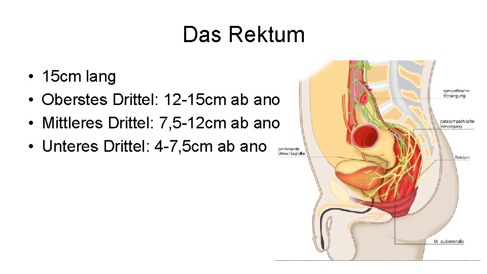 Das Rektum • • 15 cm lang Oberstes Drittel: 12 -15 cm ab ano