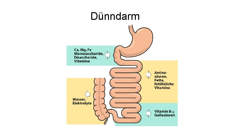 Dünndarm 