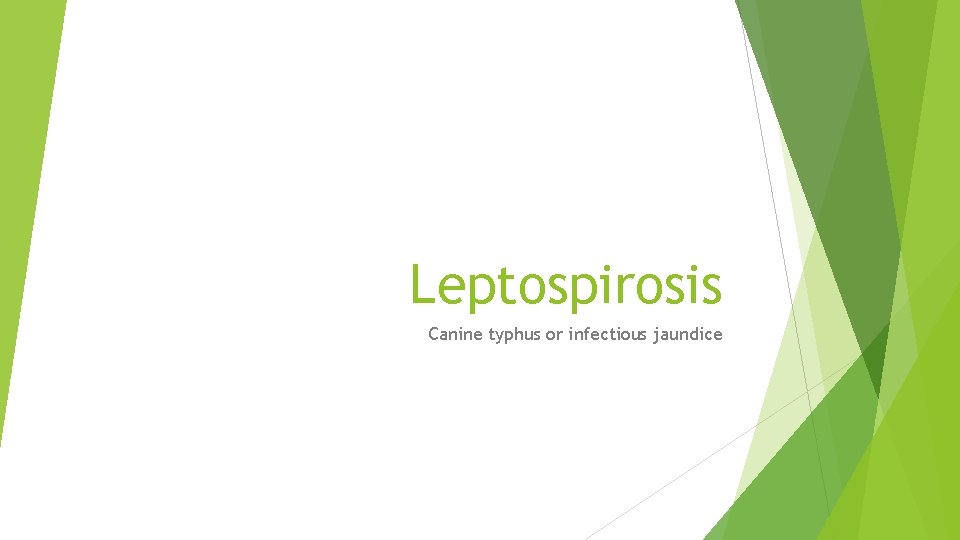 Leptospirosis Canine typhus or infectious jaundice Leptospirosis Canine typhus or infectious jaundice