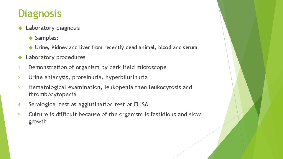Diagnosis Laboratory diagnosis Samples: Urine, Kidney and liver from recently dead animal, blood and Diagnosis Laboratory diagnosis Samples: Urine, Kidney and liver from recently dead animal, blood and