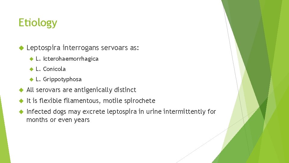Etiology Leptospira interrogans servoars as: L. Icterohaemorrhagica L. Conicola L. Grippotyphosa All serovars are Etiology Leptospira interrogans servoars as: L. Icterohaemorrhagica L. Conicola L. Grippotyphosa All serovars are