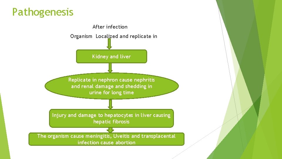 Pathogenesis After infection Organism Localized and replicate in Kidney and liver Replicate in nephron Pathogenesis After infection Organism Localized and replicate in Kidney and liver Replicate in nephron