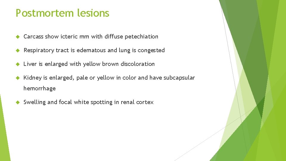 Postmortem lesions Carcass show icteric mm with diffuse petechiation Respiratory tract is edematous and Postmortem lesions Carcass show icteric mm with diffuse petechiation Respiratory tract is edematous and