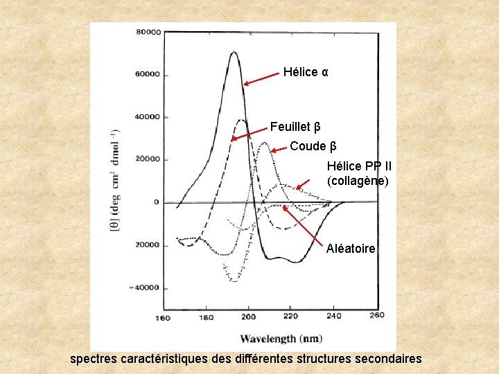 Hélice α Feuillet β Coude β Hélice PP II (collagène) Aléatoire spectres caractéristiques différentes