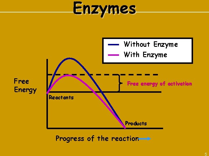 Enzymes Without Enzyme With Enzyme Free Energy Free energy of activation Reactants Products Progress