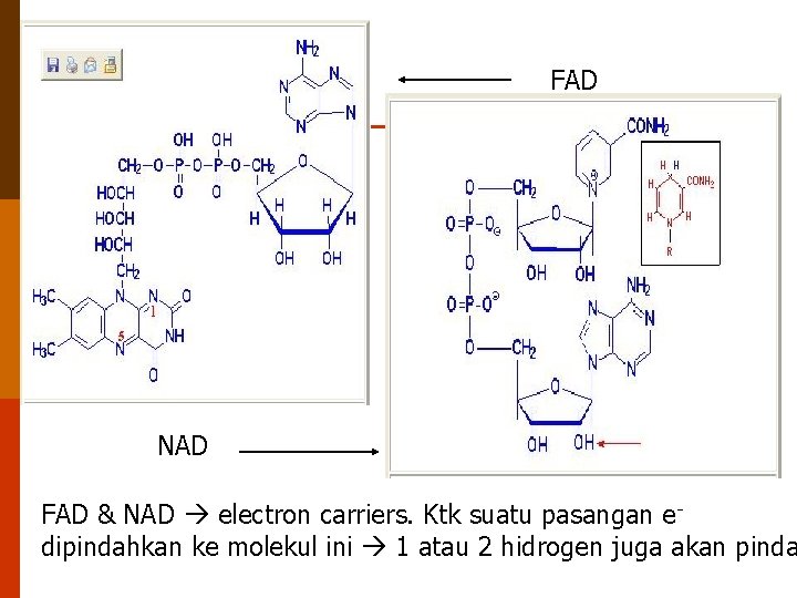 FAD NAD FAD & NAD electron carriers. Ktk suatu pasangan edipindahkan ke molekul ini