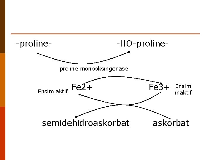 -proline- -HO-proline monooksingenase Ensim aktif Fe 2+ semidehidroaskorbat Fe 3+ Ensim inaktif askorbat 