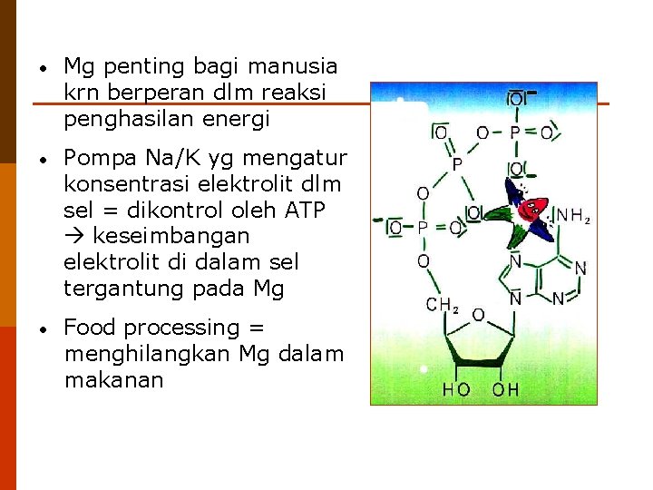  • Mg penting bagi manusia krn berperan dlm reaksi penghasilan energi • Pompa