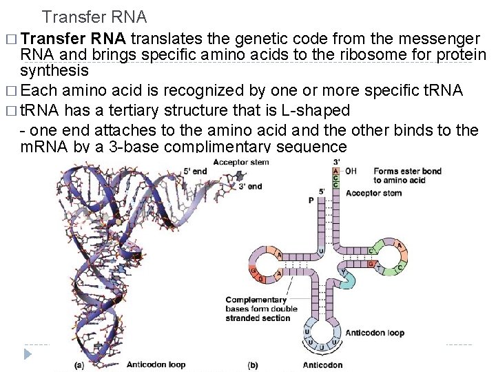 Transfer RNA � Transfer RNA translates the genetic code from the messenger RNA and